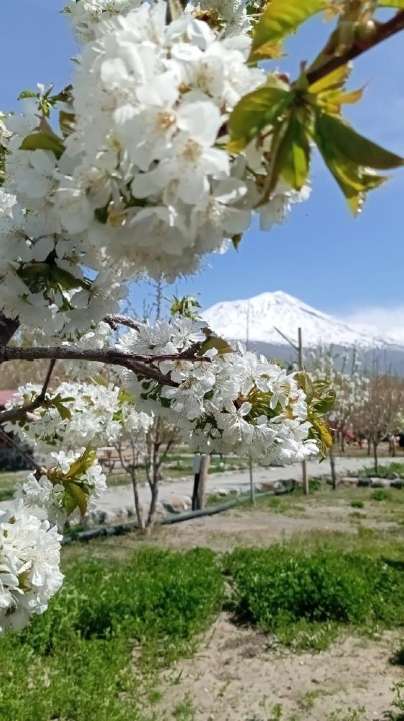 images/news/669/l/Doğubayazıt'ta_5_bin_meyve_ağacının_bulunduğu_bahçe_bungalov_evleri_ile_turistleri_ağırlıyor14.jpg
