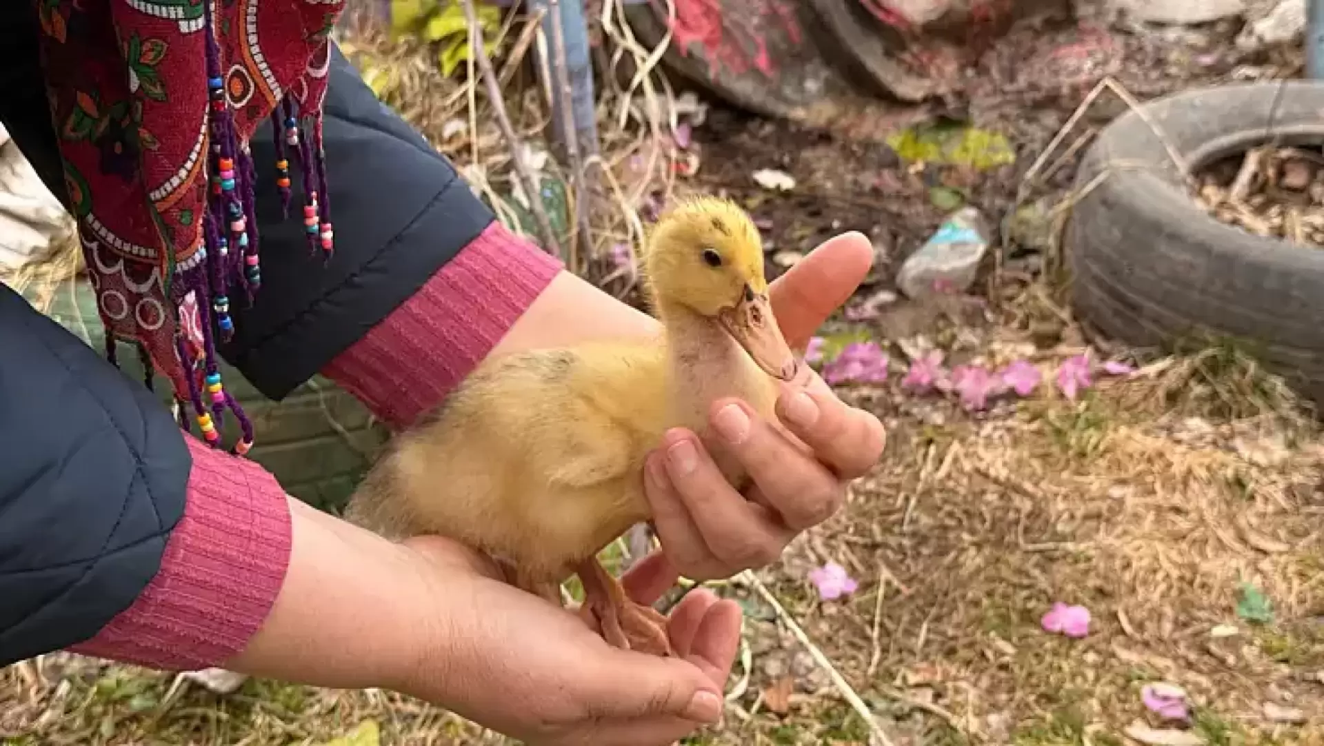 Ağrı’da Baharın Mucizesi: Saklı Bahçe’de Ördek Yavruları Göz Kamaştırdı